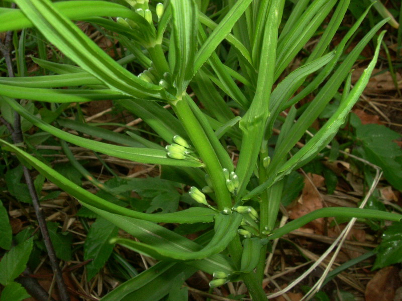 Polygonatum verticillatum / Sigillo di Salomone verticillato